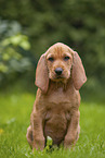 Griffon Fauve de Bretagne puppy