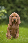 Griffon Fauve de Bretagne puppy