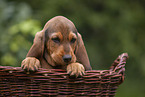 Griffon Fauve de Bretagne puppy