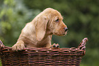 Griffon Fauve de Bretagne puppy