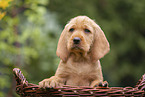 Griffon Fauve de Bretagne puppy