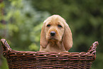 Griffon Fauve de Bretagne puppy