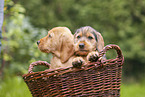 Griffon Fauve de Bretagne puppy