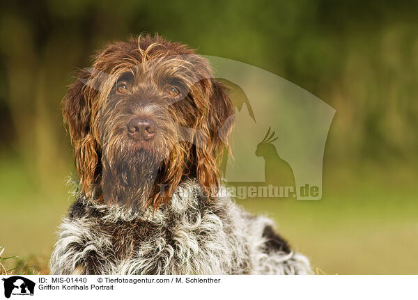 Griffon Korthals Portrait / Griffon Korthals Portrait / MIS-01440