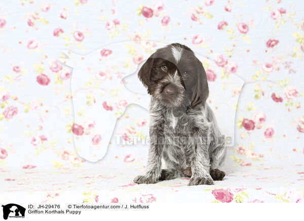 Griffon Korthals Welpe / Griffon Korthals Puppy / JH-29476
