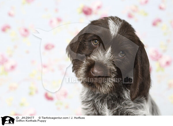Griffon Korthals Welpe / Griffon Korthals Puppy / JH-29477