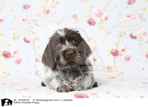 Griffon Korthals Welpe / Griffon Korthals Puppy / JH-29478