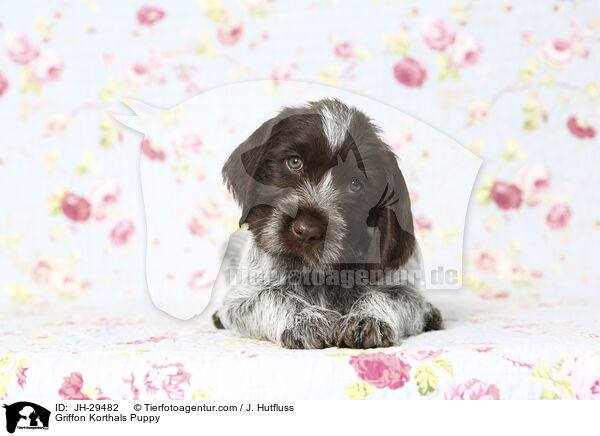 Griffon Korthals Welpe / Griffon Korthals Puppy / JH-29482