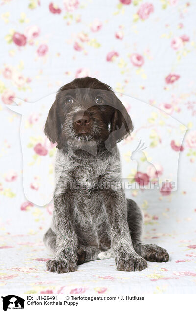 Griffon Korthals Welpe / Griffon Korthals Puppy / JH-29491
