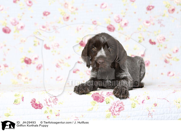 Griffon Korthals Welpe / Griffon Korthals Puppy / JH-29493