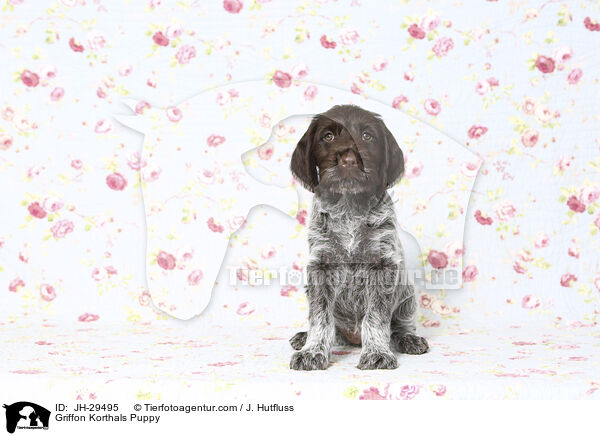 Griffon Korthals Welpe / Griffon Korthals Puppy / JH-29495