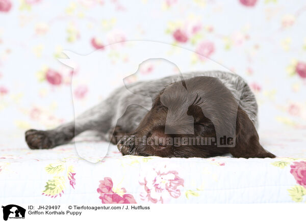 Griffon Korthals Welpe / Griffon Korthals Puppy / JH-29497