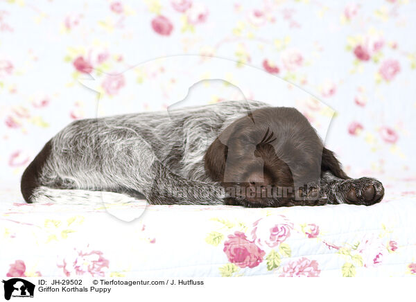 Griffon Korthals Welpe / Griffon Korthals Puppy / JH-29502