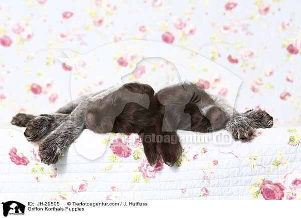 Griffon Korthals Puppies / JH-29505