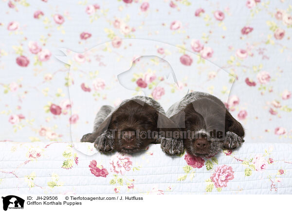Griffon Korthals Puppies / JH-29506