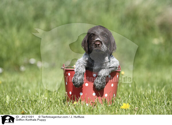 Griffon Korthals Welpe / Griffon Korthals Puppy / JH-31091