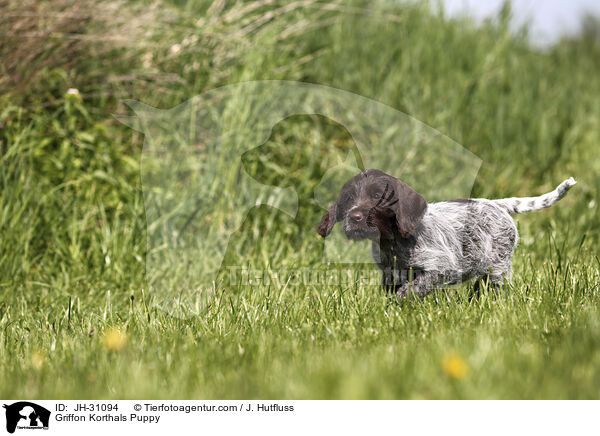 Griffon Korthals Welpe / Griffon Korthals Puppy / JH-31094