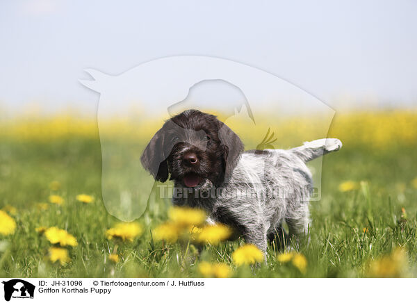 Griffon Korthals Welpe / Griffon Korthals Puppy / JH-31096