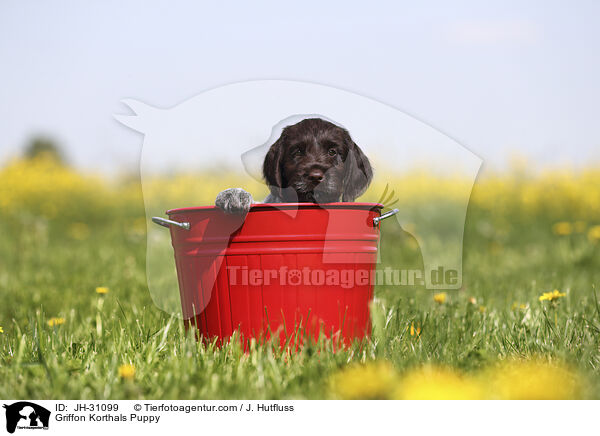 Griffon Korthals Welpe / Griffon Korthals Puppy / JH-31099