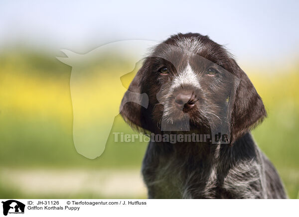 Griffon Korthals Welpe / Griffon Korthals Puppy / JH-31126