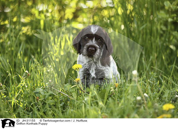 Griffon Korthals Welpe / Griffon Korthals Puppy / JH-31155