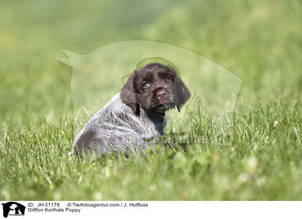 Griffon Korthals Welpe / Griffon Korthals Puppy / JH-31176