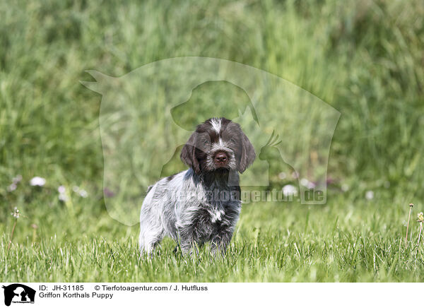 Griffon Korthals Welpe / Griffon Korthals Puppy / JH-31185