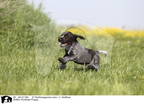 Griffon Korthals Welpe / Griffon Korthals Puppy / JH-31190