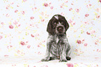Griffon Korthals Puppy