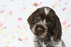 Griffon Korthals Puppy