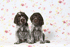 Griffon Korthals Puppies