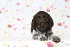 Griffon Korthals Puppy