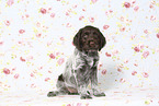Griffon Korthals Puppy