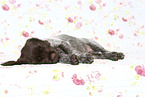 Griffon Korthals Puppy