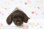 Griffon Korthals Puppy