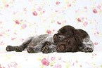 Griffon Korthals Puppies
