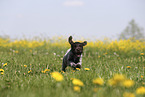 Griffon Korthals Puppy