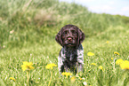 Griffon Korthals Puppy