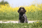 Griffon Korthals Puppy