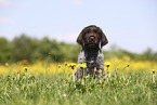 Griffon Korthals Puppy