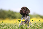 Griffon Korthals Puppy