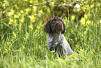 Griffon Korthals Puppy
