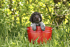 Griffon Korthals Puppy