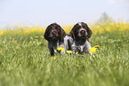 Griffon Korthals Puppies