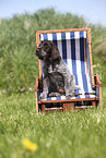 Griffon Korthals Puppy
