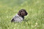 Griffon Korthals Puppy