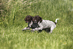 Griffon Korthals Puppies