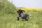 Griffon Korthals Puppy