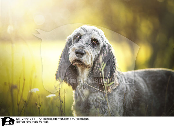 Griffon Nivernais Portrait / Griffon Nivernais Portrait / VH-01341