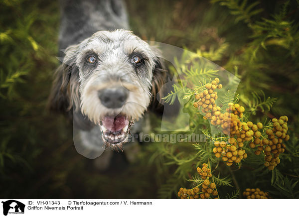 Griffon Nivernais Portrait / Griffon Nivernais Portrait / VH-01343